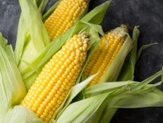 Fresh corn cobs on dark background. Fresh yellow farm corn with green leaves on a dark background.