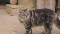 The Cats of Masseria Trapana