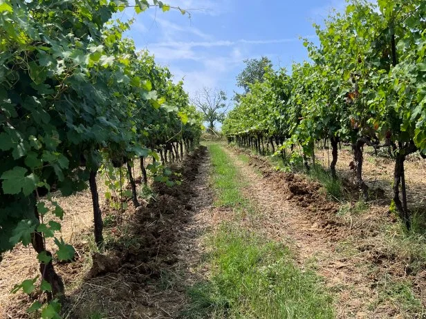 Cantina Zucchi in Modena, Italy