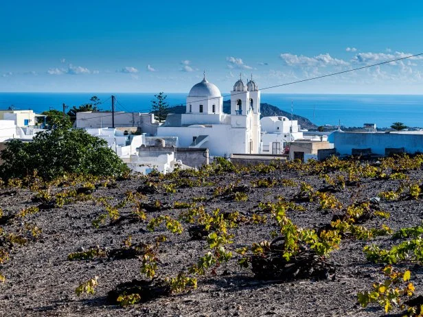 Grape plants, Megalochori, Santorini, Greece