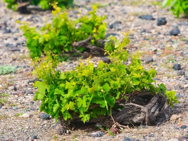 Vines spiral type of grapevine cultivated traditionally in Santorini island, Greece shaped in a loyaled basket